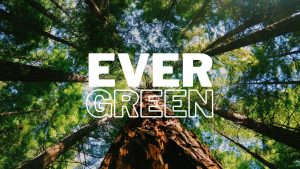 How to Measure the Success of Evergreen Content A Comprehensive Guide