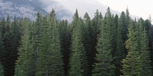 Types of evergreen content