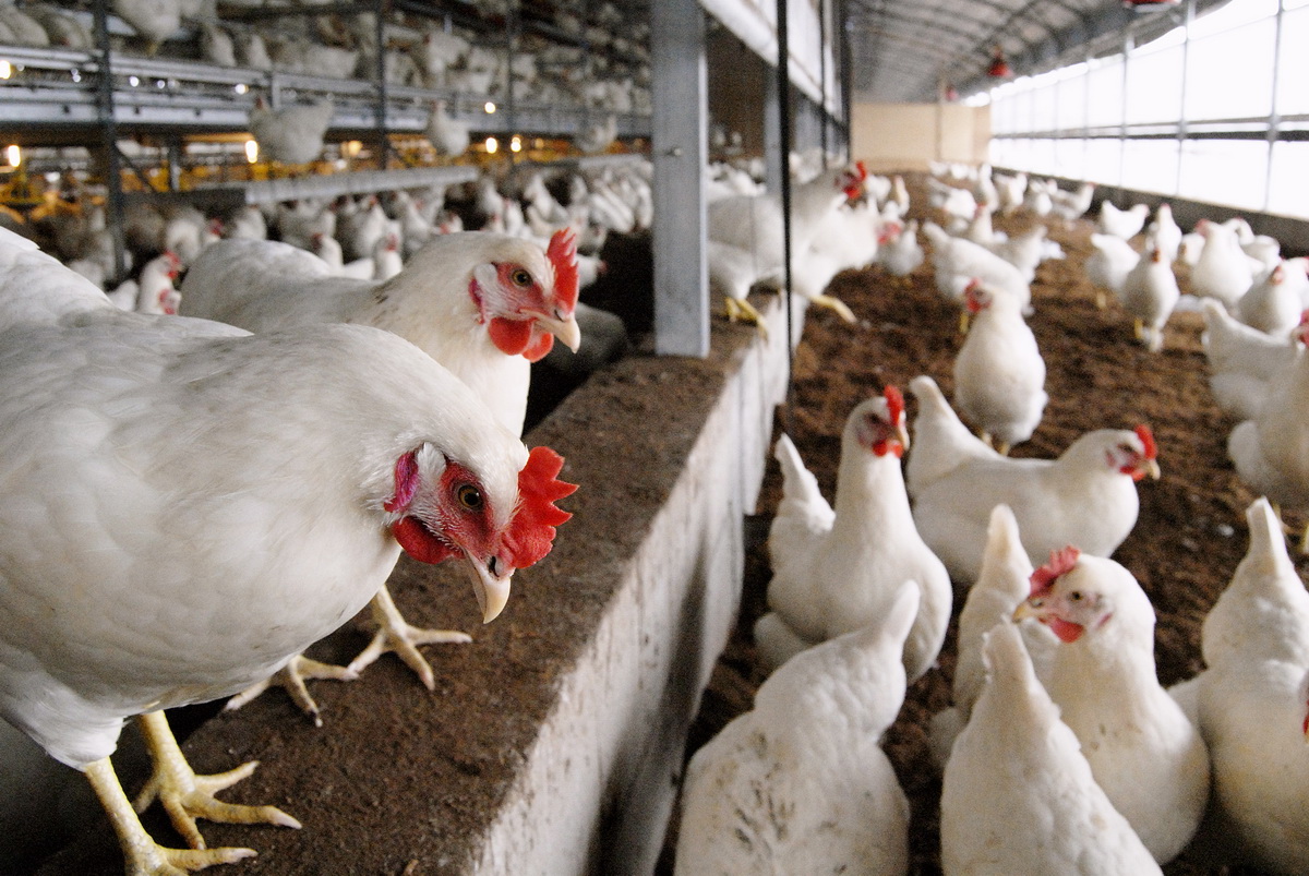 Avian influenza flu poultry fowl plague threat